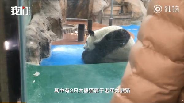 高齡大熊貓懷疑被動物園粗暴對待　熊貓基地：已將其中一隻接回到基地養老