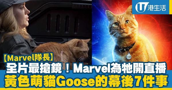【Marvel隊長】比Captain Marvel更搶鏡！黃色萌貓Goose的幕後7件事