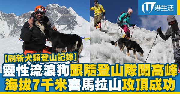 靈性流浪狗隨登山隊闖高峰！成功登上海拔7千米喜馬拉山刷新記錄