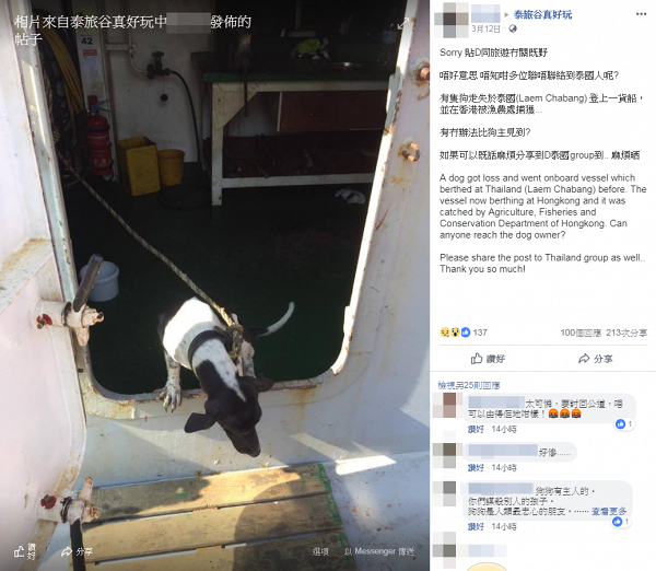 泰國走失狗仔誤闖香港　遭漁護署一日內極速人道毀滅 網民轟行為冷血