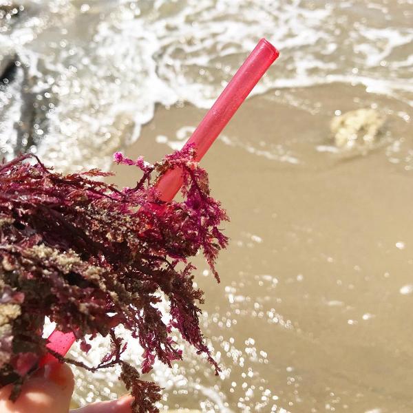 美國推環保可食用海藻飲管 外型似足膠飲管最快今夏面世！