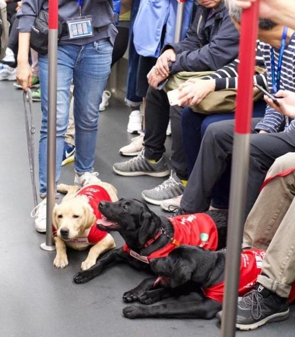 乖巧導盲犬搭巴士遇上親切司機 暖心合照展一致笑容獲數千網友激讚