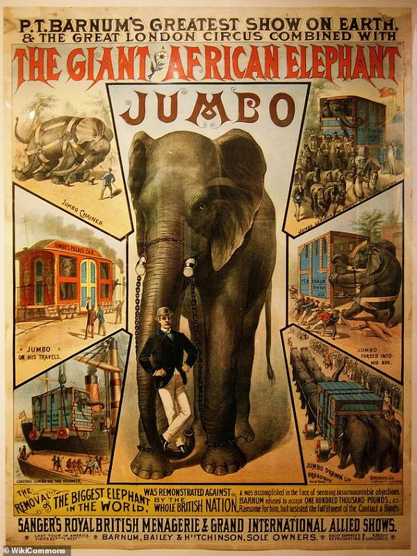 【小飛象】Dumbo原型身世超坎坷！被馬戲團灌酒馴服/遭火車撞死仍當生財工具