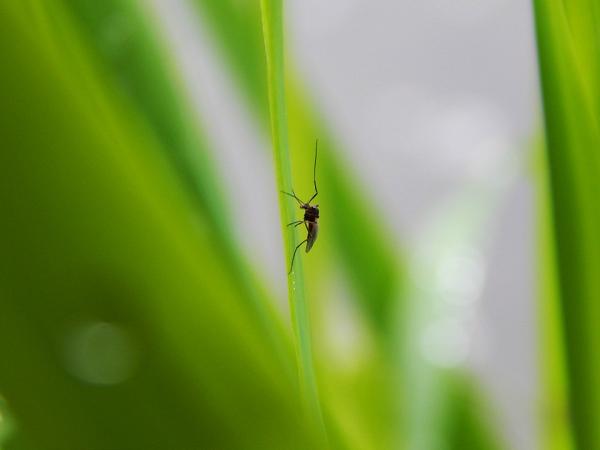 原來蚊仔都會欺善怕惡？研究：成日被蚊咬全因為你太善良！