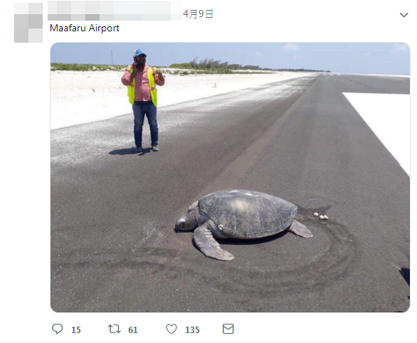 瀕危綠海龜心繫家鄉重返馬爾代夫出生地產卵 昔日海灘家園卻已成機場跑道
