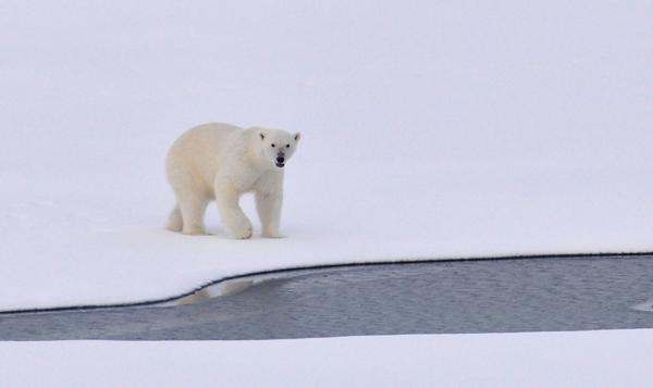 全球暖化北極海氣溫高達29度　二氧化碳濃度達到人類歷史最高水平