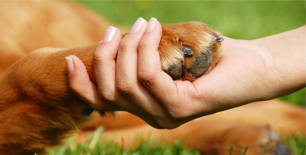 【動物福利法】政府擬修例保障動物權益 開放公眾諮詢期收集虐待動物刑罰意見