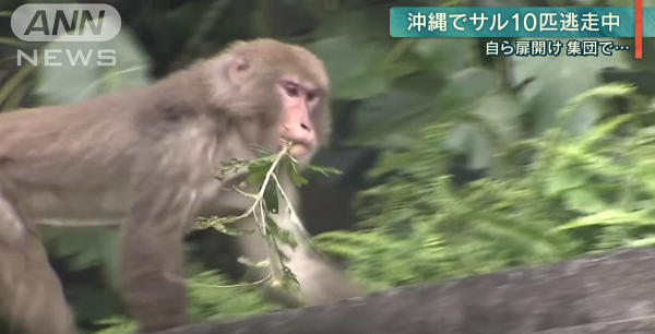 日本動物園猴子偷職員鎖匙偷走 出動近百人搜索終全數尋回