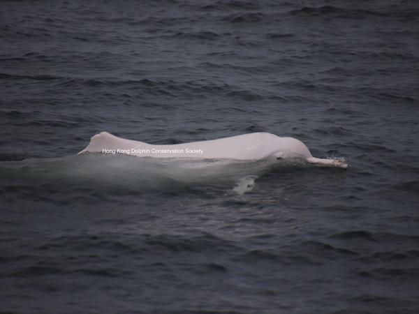 隨基建落成生態環境受到嚴重破壞 白海豚數字再創新低全港只剩32隻