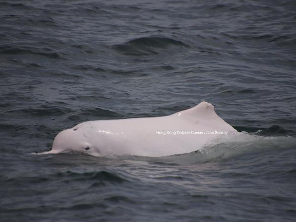 隨基建落成生態環境受到嚴重破壞 白海豚數字再創新低全港只剩32隻