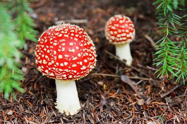 《Super Mario》超級蘑菇原來真實存在！紅底白點外型食後中毒產生幻覺