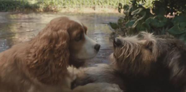 迪士尼經典動畫《小姐與流氓》翻拍真狗版！全狗演出11月Disney+上映   