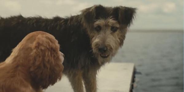 迪士尼經典動畫《小姐與流氓》翻拍真狗版！全狗演出11月Disney+上映   