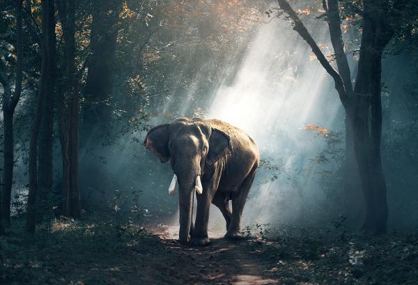 丹麥政府花1265萬港幣購買馬戲團大象　保障其權益助動物安享晚年