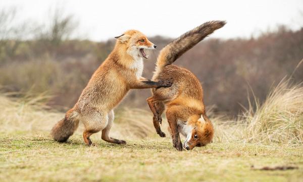 英國動物保護組織舉行搞笑動物攝影比賽　40張作品入圍海獺雙手擺面O咀超可愛