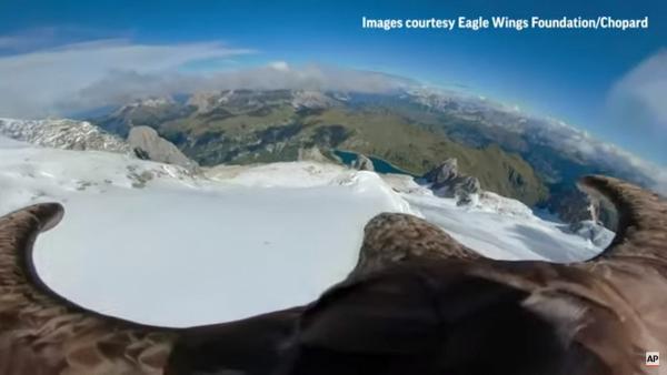 白尾海鵰綁攝影機飛越阿爾卑斯山脈 記錄冰川融化望大眾正視全球暖化
