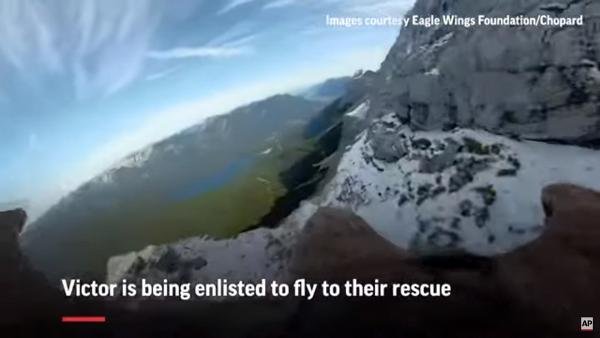 白尾海鵰綁攝影機飛越阿爾卑斯山脈 記錄冰川融化望大眾正視全球暖化
