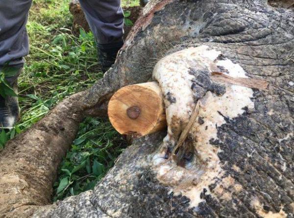 馬來西亞侏儒象被槍殺殘忍割象牙　解剖屍體後竟發現70顆鉛彈慘不忍睹