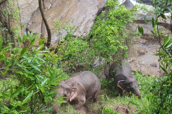 泰國小象不慎墮瀑布　5隻大象見同伴有難奮身相救不果齊齊溺斃
