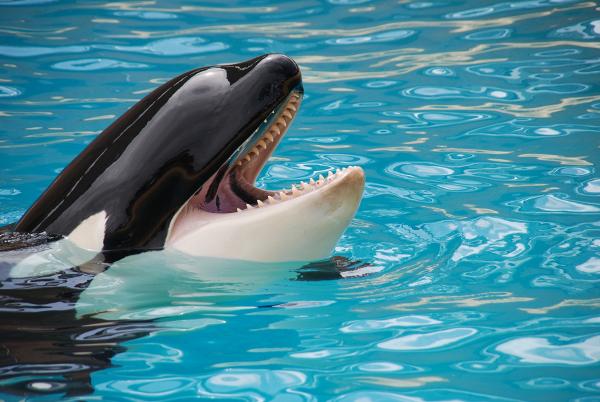 喚起社會大眾對鯨豚保育重視　全球知名旅遊網站宣布停售鯨豚類景點門票