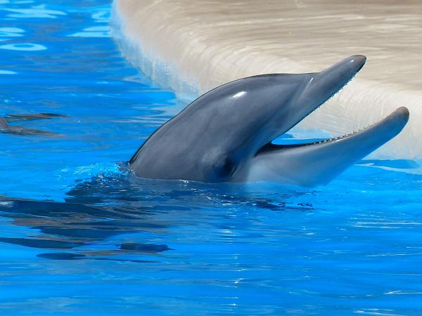 喚起社會大眾對鯨豚保育重視　全球知名旅遊網站宣布停售鯨豚類景點門票