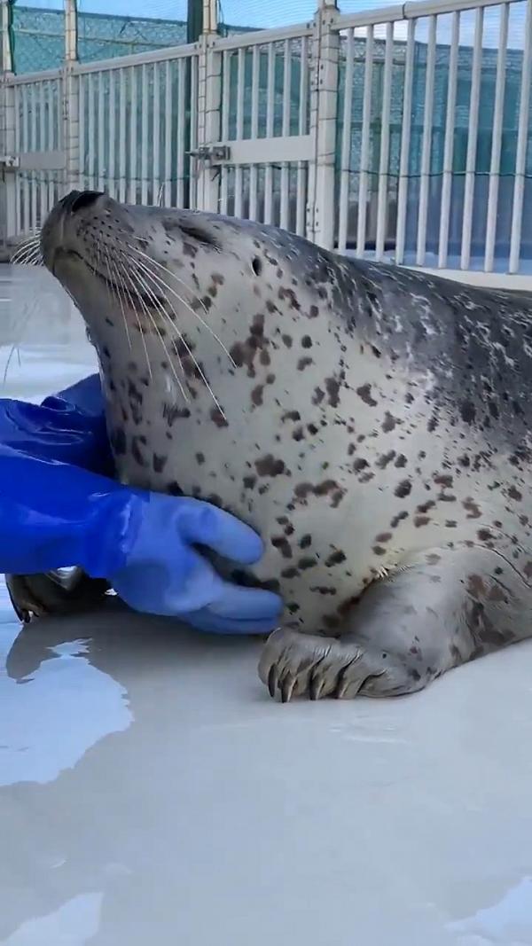日本肥海豹被飼養員雙手按摩超享受　流露爽爆麻甩樣網民大讚好治癒