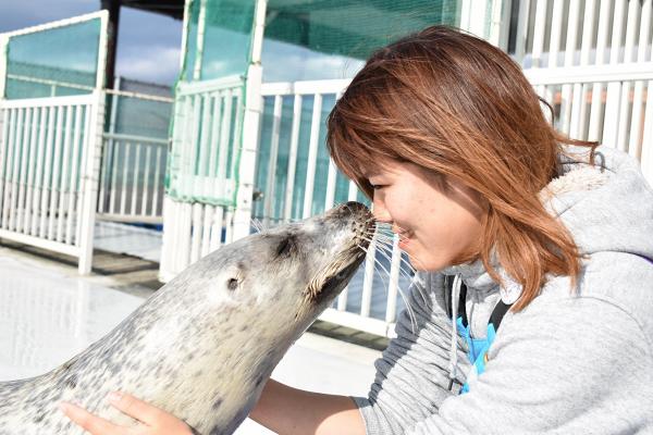 日本肥海豹被飼養員雙手按摩超享受　流露爽爆麻甩樣網民大讚好治癒