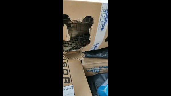 網購活兔後寄到內地集運倉　香港集運公司暫代為收養籲勿寄動物