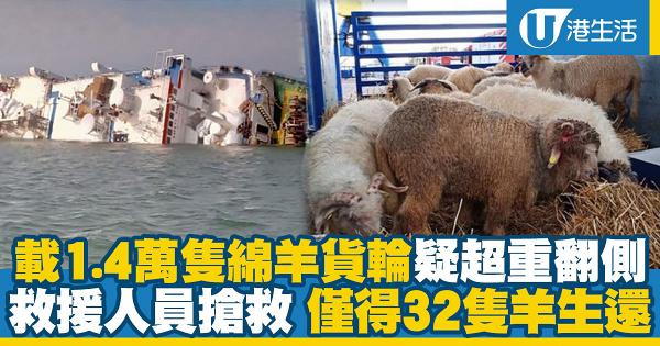 載1.4萬隻綿羊貨輪疑超重翻側　僅得32隻羊生還