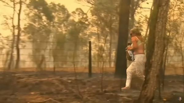 澳洲山火女子闖火場奮勇救出　樹熊多處燒傷未見好轉終接受安樂死
