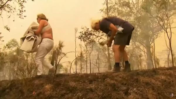 澳洲山火女子闖火場奮勇救出　樹熊多處燒傷未見好轉終接受安樂死