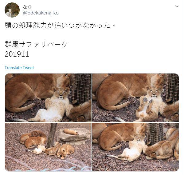 日本獅子BB瞓到反肚勁可愛　面對鏡頭微笑　網民：根本係貓