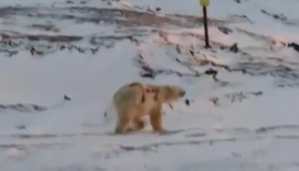 俄羅斯北極熊被噴上黑漆　專家憂身上記號無法洗走：失去保護色會死掉