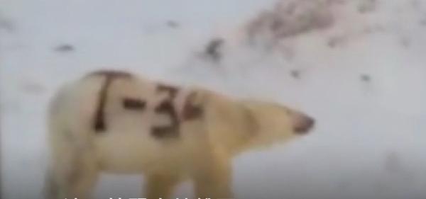 俄羅斯北極熊被噴上黑漆　專家憂身上記號無法洗走：失去保護色會死掉