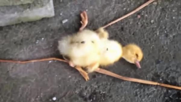 動物組織揭露羽絨背後的殘忍場面 鵝隻被活拔毛飽受痛苦折磨