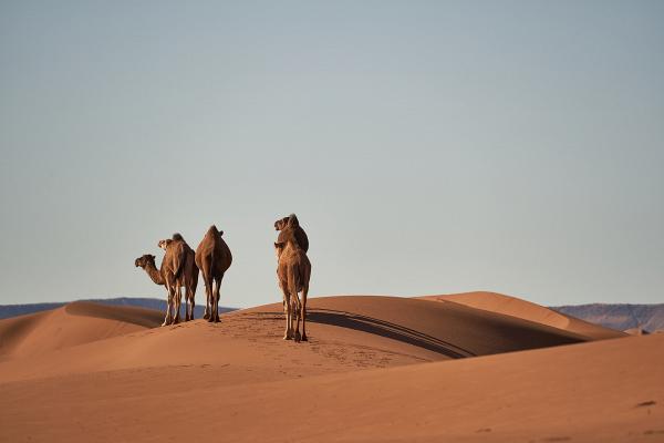 擔心駱駝分薄當地短缺水資源　南澳一連5日撲殺約1萬隻駱駝