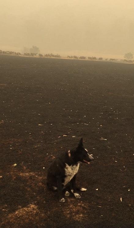 澳洲大火盡見動物互助互愛　6歲牧羊犬盡責帶領羊群脫離險境