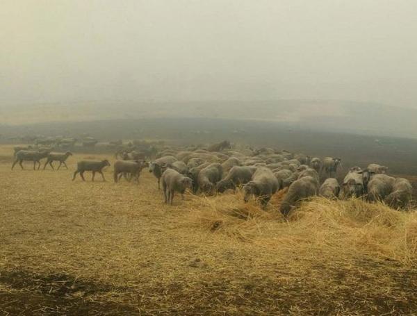 澳洲大火盡見動物互助互愛　6歲牧羊犬盡責帶領羊群脫離險境