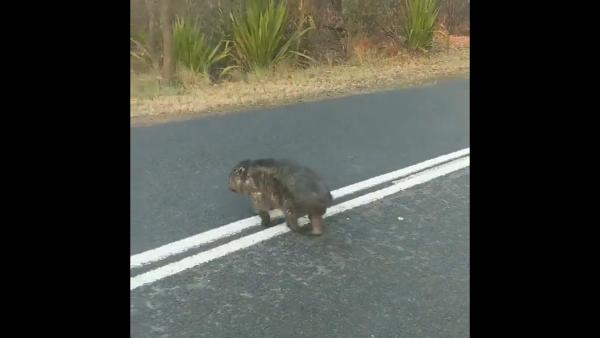 澳洲大火袋熊傷痕累累公路覓食行動不便  單車男不忍慘況停車餵水吊命