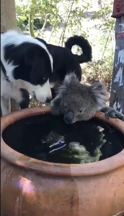 澳洲大火盡顯動物跨物種的友情　狗狗樹熊共喝一缸水互磨鼻子好有愛