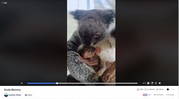 澳洲大火樹熊媽媽逃過一劫　平安誕下樹熊寶寶展現頑強生命力