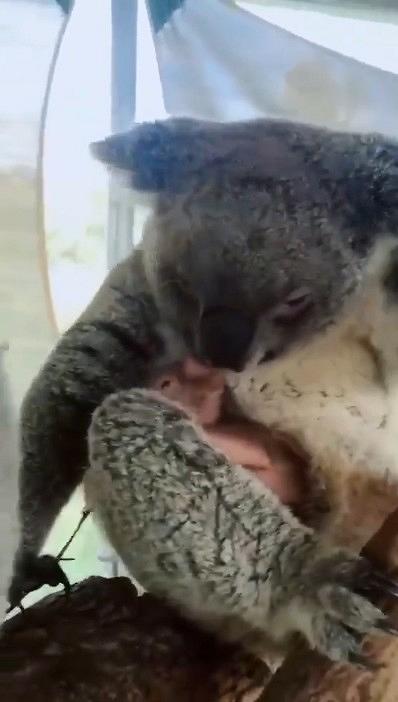 澳洲大火樹熊媽媽逃過一劫　平安誕下樹熊寶寶展現頑強生命力