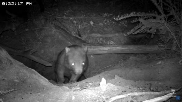澳洲山火袋熊發揮本能挖地道 變其他動物避難所助逃過一劫