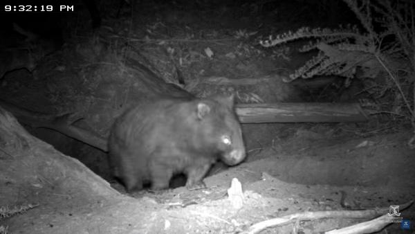 澳洲山火袋熊發揮本能挖地道 變其他動物避難所助逃過一劫
