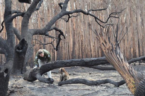 澳洲災難不斷經歷大火再遇山泥傾瀉　樹熊見同伴屍體即不安抱頭哀悼