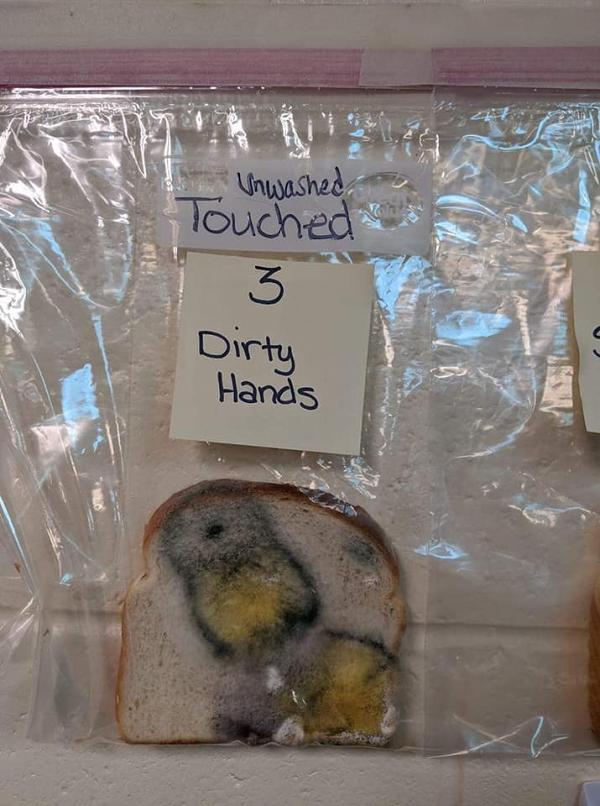 沒有洗手後接觸的麵包也發霉。