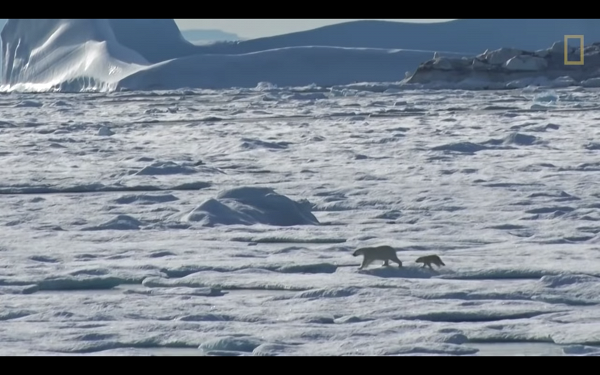 全球暖化冰層融化致獵食困難 北極熊糧食短缺捕殺同類互相殘殺（有片）