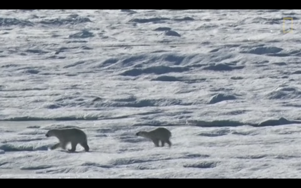 全球暖化冰層融化致獵食困難 北極熊糧食短缺捕殺同類互相殘殺（有片）