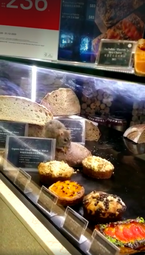 尖沙咀法國餐廳有老鼠淡定偷食麵包 涉事餐廳致歉：一連4日暫停營業進行大清潔