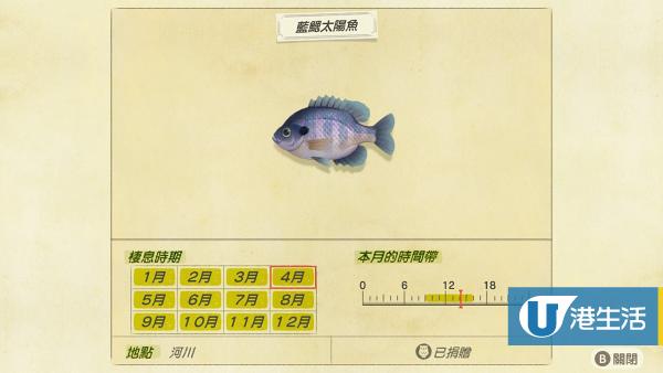 藍鰓太陽魚 售價：180鈴錢、出現時間 09:00 - 16:00（全年）